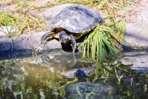 Tortoise close to water