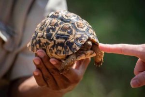 Tortoise in hand