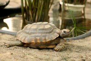 Tortoise in its enclosure