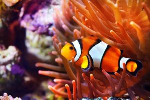 Clownfish by anemone