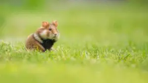 Escaping hamster on grass