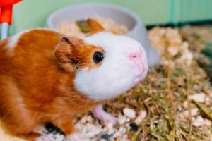 Guinea pig in its cage with ants