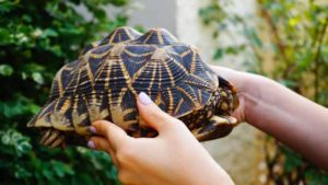 Hands holding turtle shell