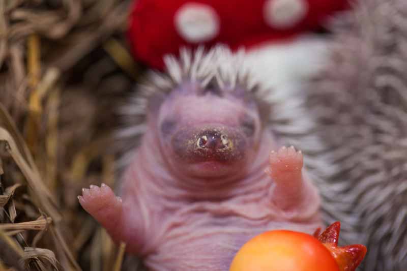 Hedgehog baby in nest