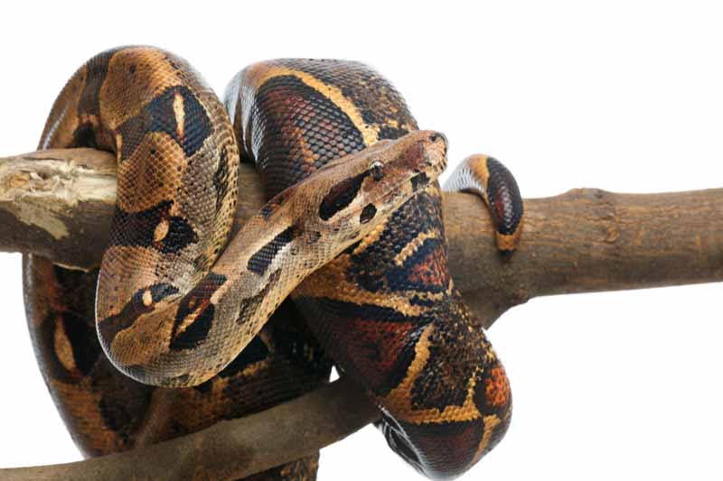 Brown boa snake