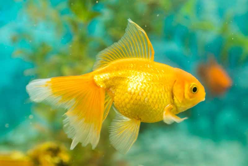 Pregnant goldfish