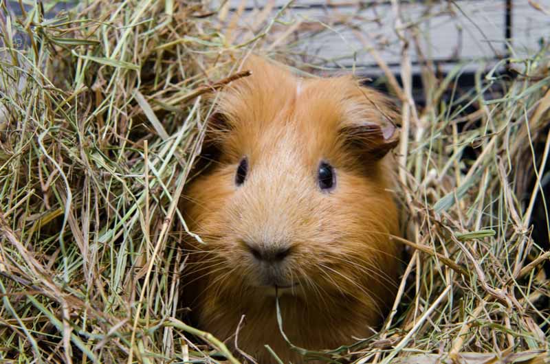 Red guinea pig in hay