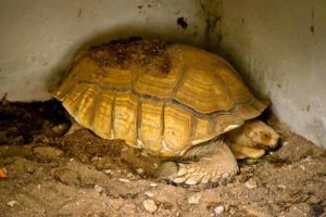 Sulcata tortoise sleeping