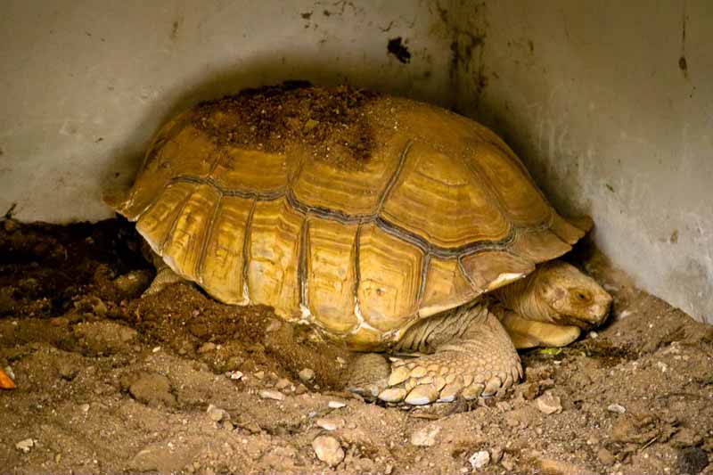 Sulcata tortoise sleeping