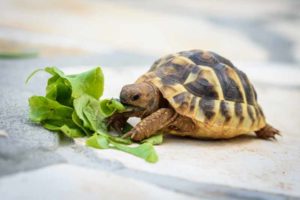Tortoise eating lettuce